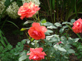 DSC04478