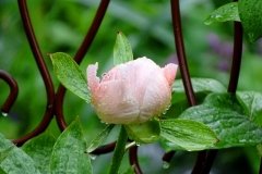 DSC00479