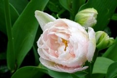 DSC00503