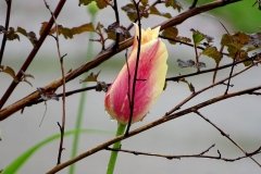 DSC00504