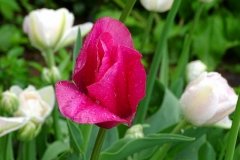 DSC00506