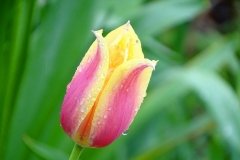 DSC00515