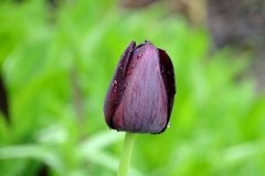 DSC00518
