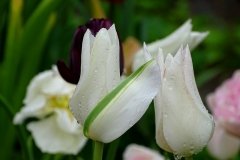 DSC00525