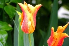 DSC00542