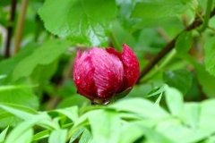 DSC00569