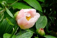 DSC00571