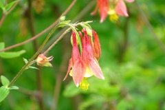 DSC00979
