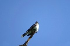 DSC01043