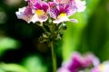 DZ8_5164