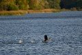 DZ8_7366a