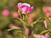 20130714-dsc_7916