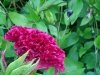 dsc02579
