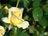 dsc02599