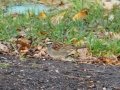 DSC03631