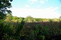 D85_1542a
