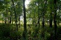 D85_1543a