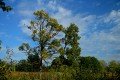 D85_1557a