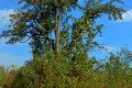 D85_1561a