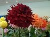 dsc04383s