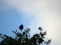 DSC07219