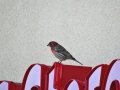 DSC07239