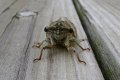 DSC00071