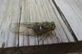DSC00079