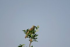 DSC08475