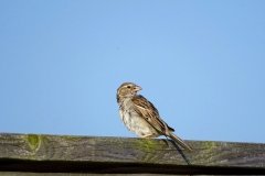 DSC08486