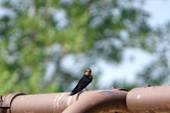DSC08600