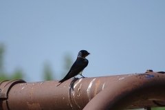DSC08609