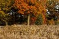 D85_1633z-nefa