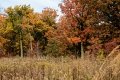 D85_1636z-nefa