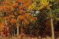 D85_1637z-nefa