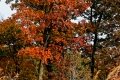 D85_1638z-nefa