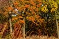 D85_1639z-nefa