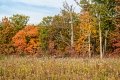 D85_1640z-nefa