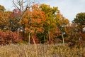 D85_1641z-nefa