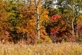 D85_1643z-nefa