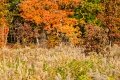 D85_1644z-nefa