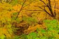 D85_1650z-nefa