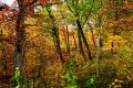 D85_1654z-nefa