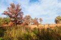 D85_1662z-nefa