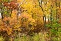D85_1664z-nefa
