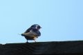 DSCN0245