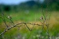 DZ8_4534a