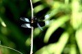 DZ8_4563a