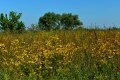 D85_1516a