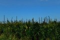 D85_1526a